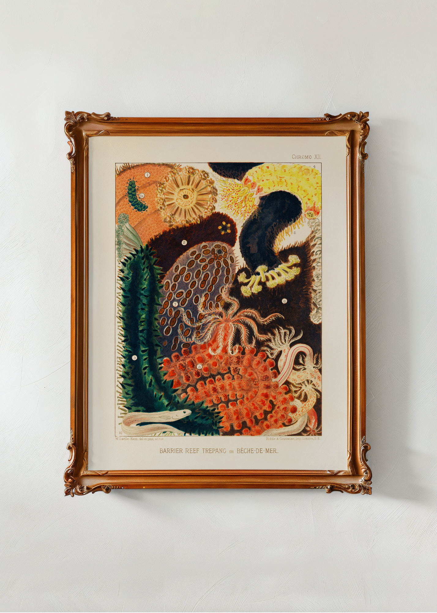 Great Barrier Reef— Digital Art Print