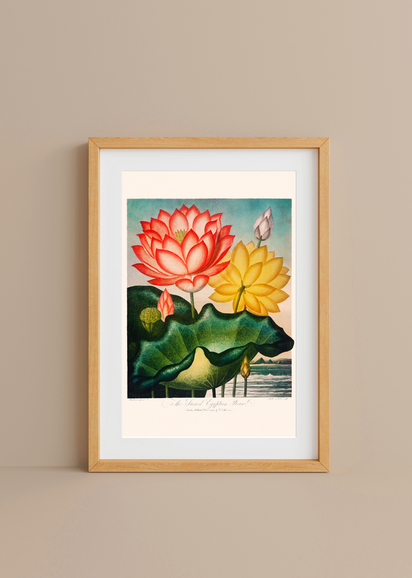Sacred Egyptian Bean— Digital Art Print