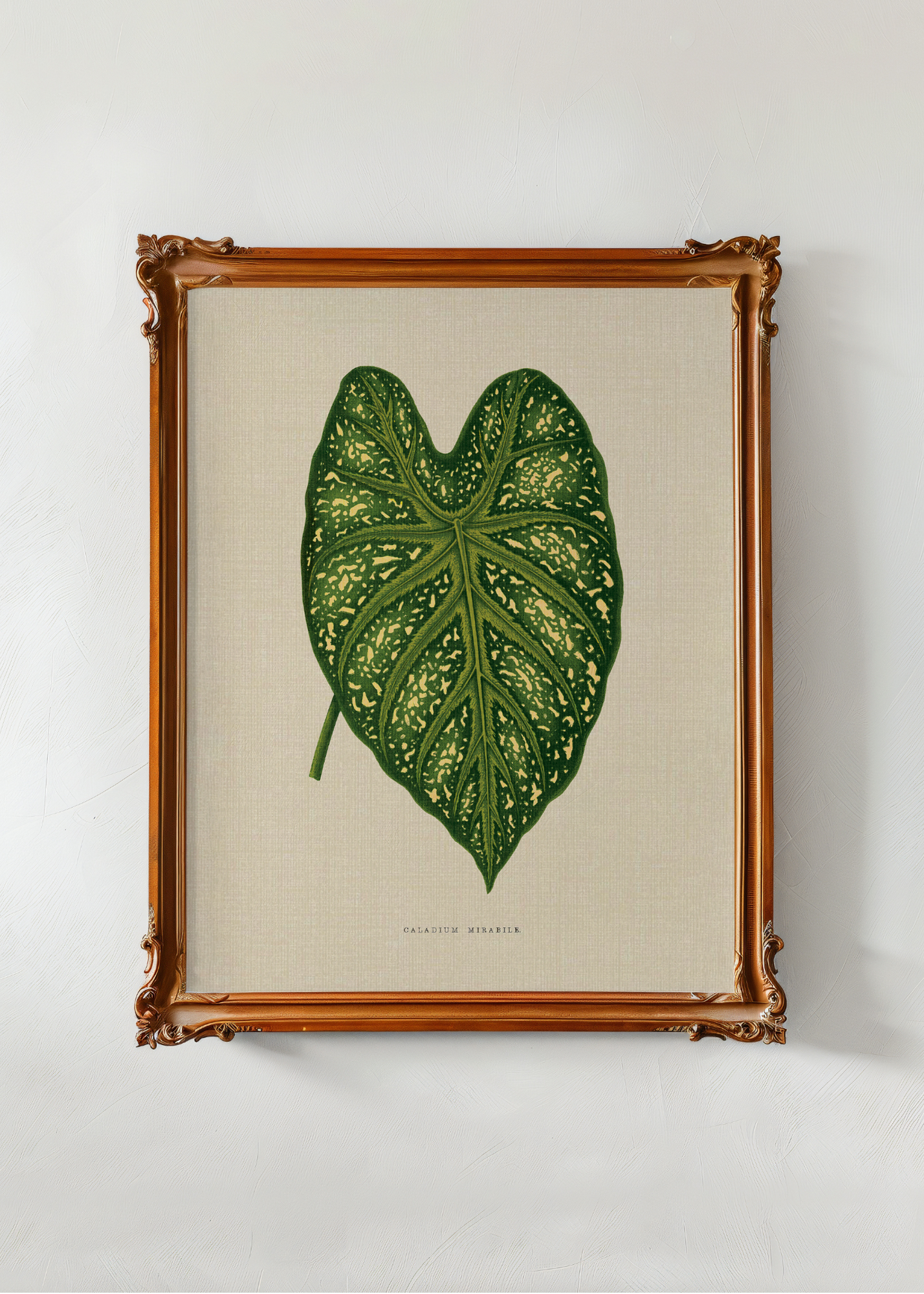 Caladium Mirabile— Digital Art Print