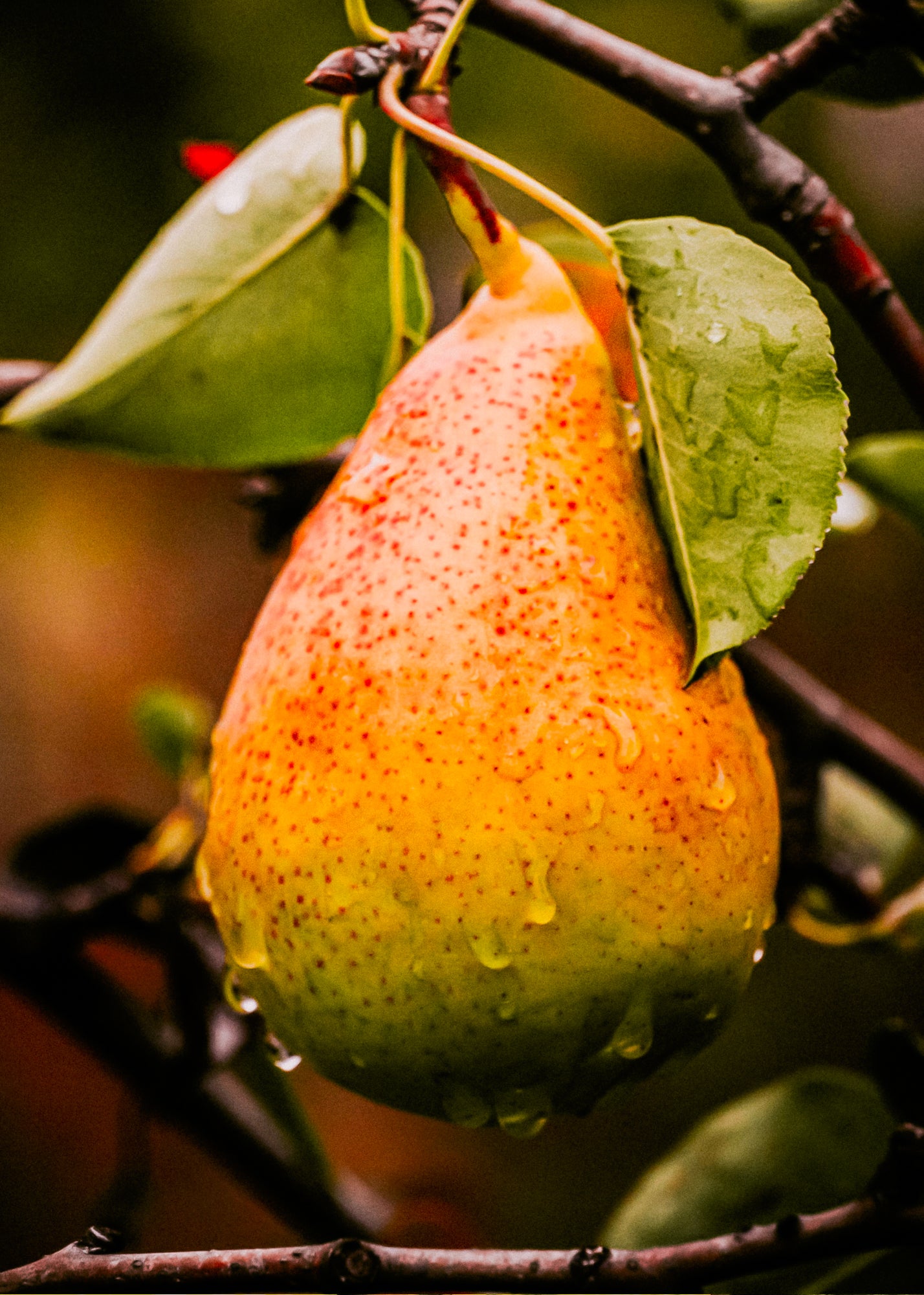 Brandied Orchard Pear— Wax Melt