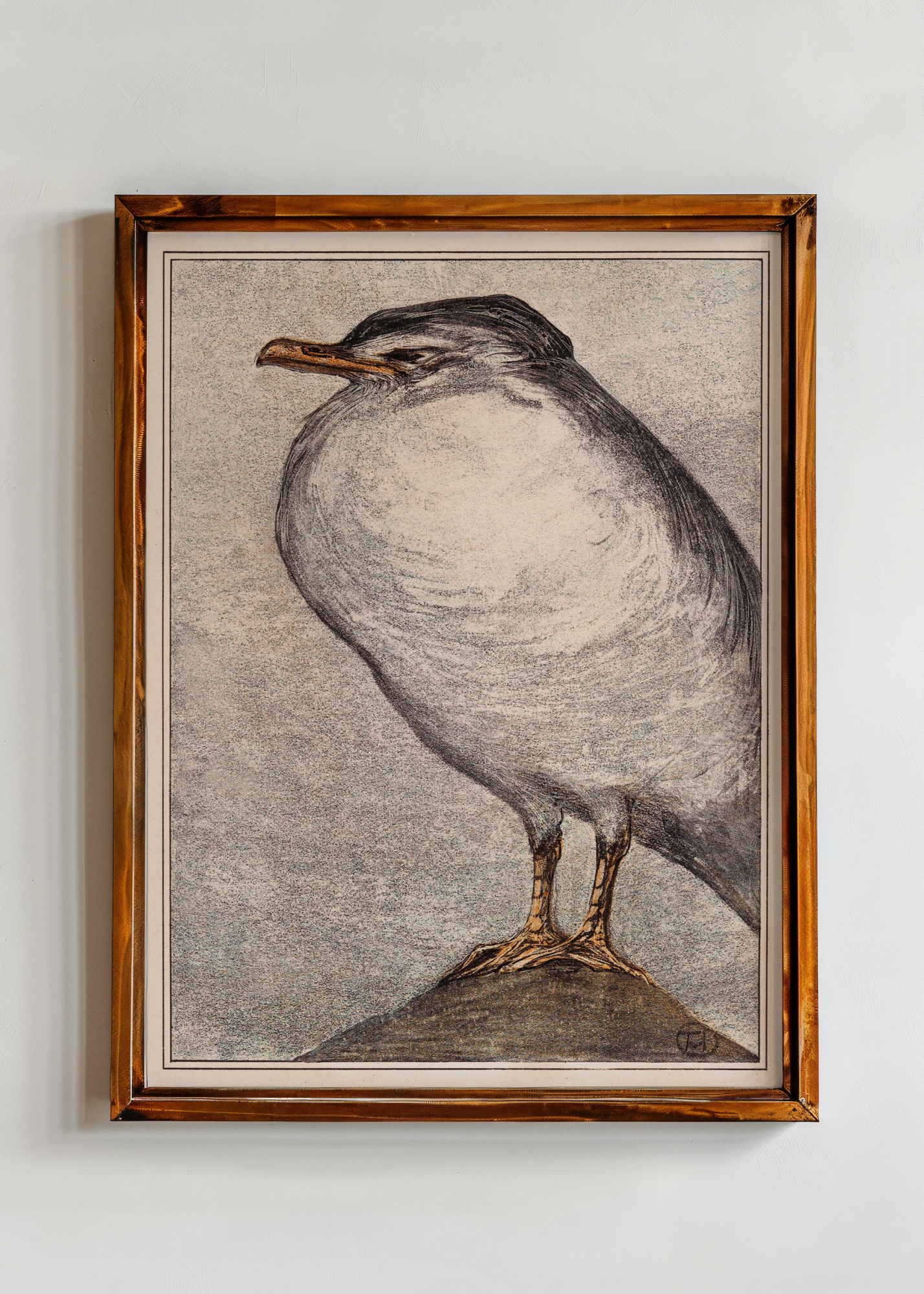 Herring Gull— Digital Art Print