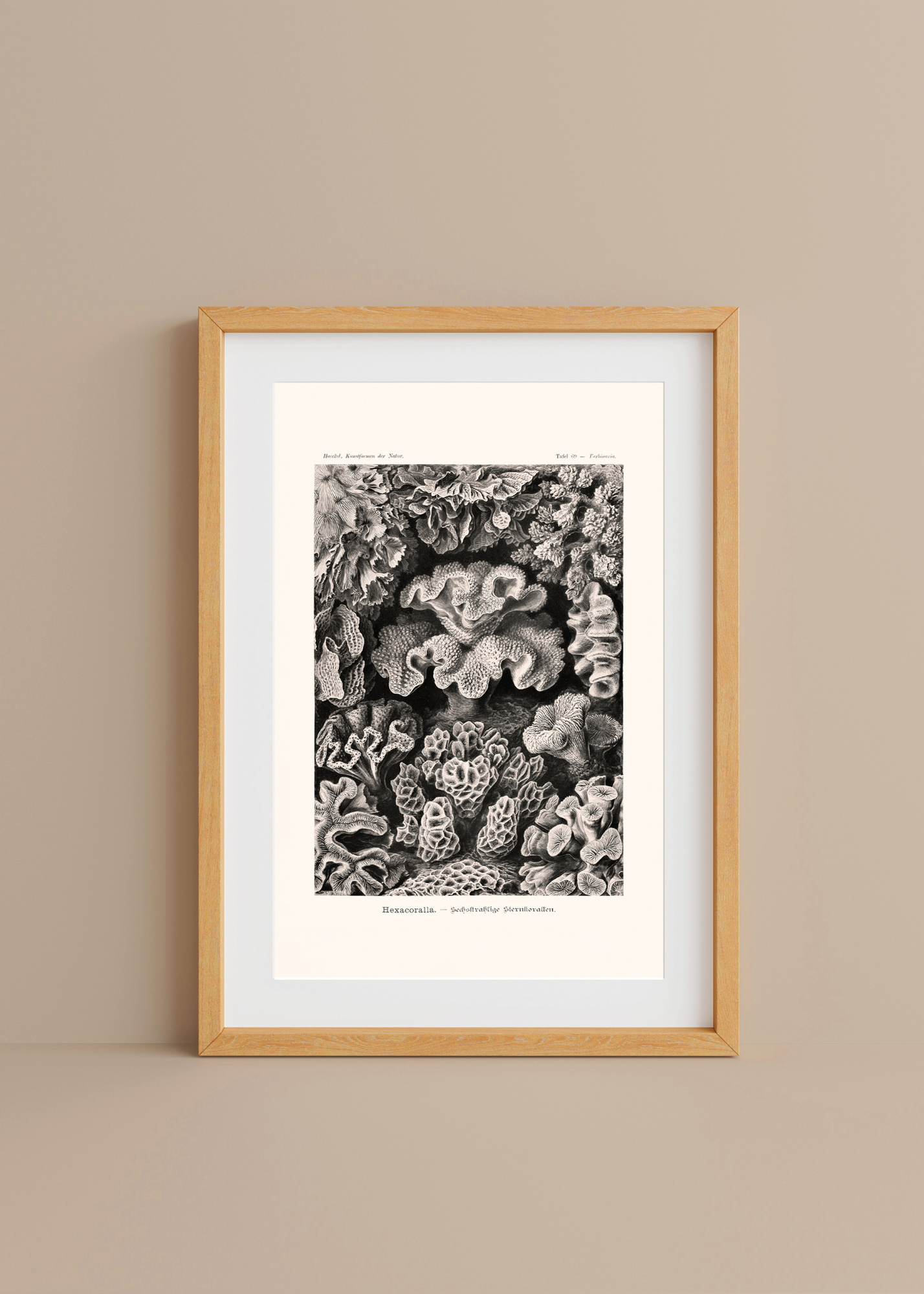 Hexacorallia— Digital Art Print