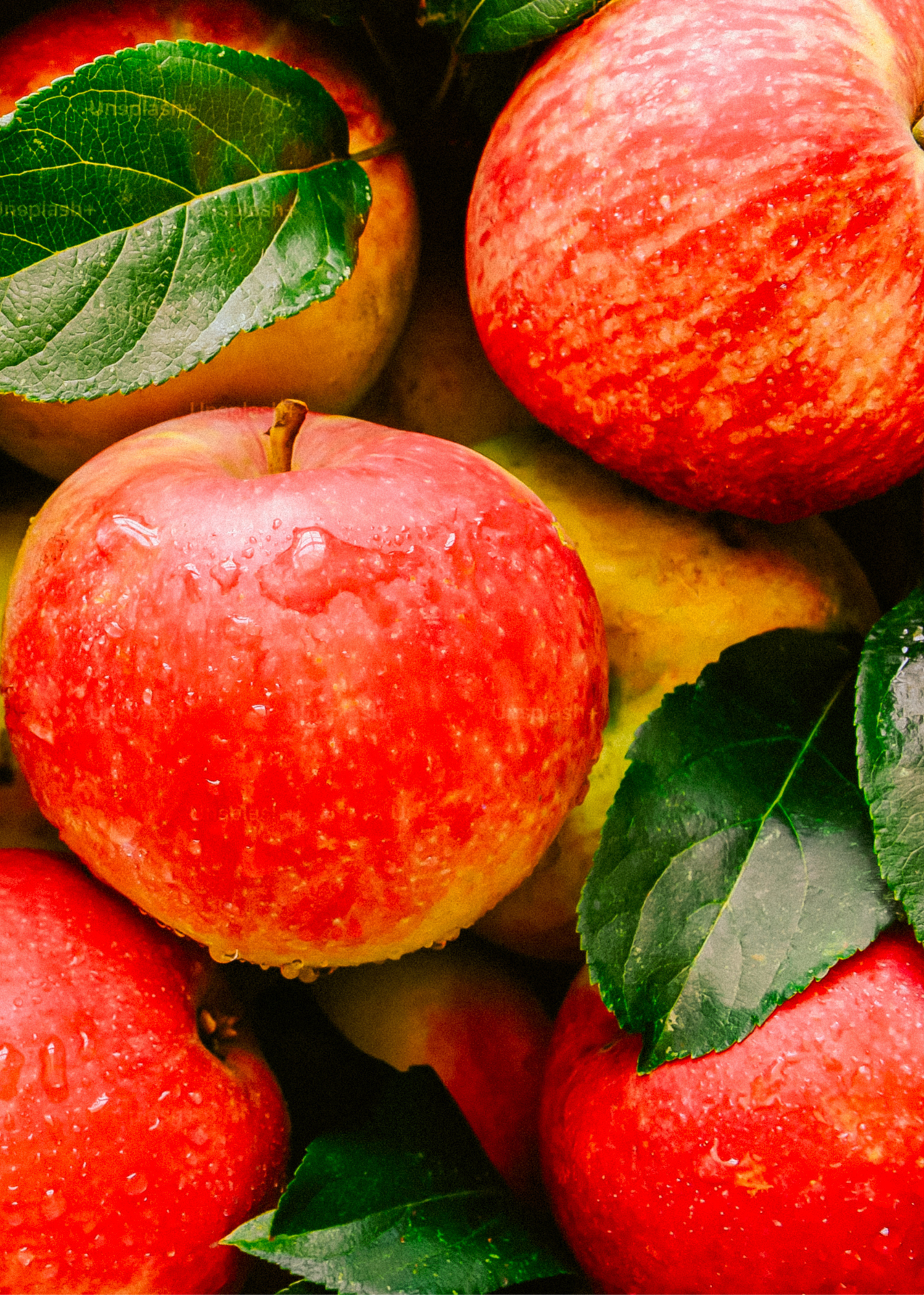 Crimson McIntosh Apple— Wax Melt
