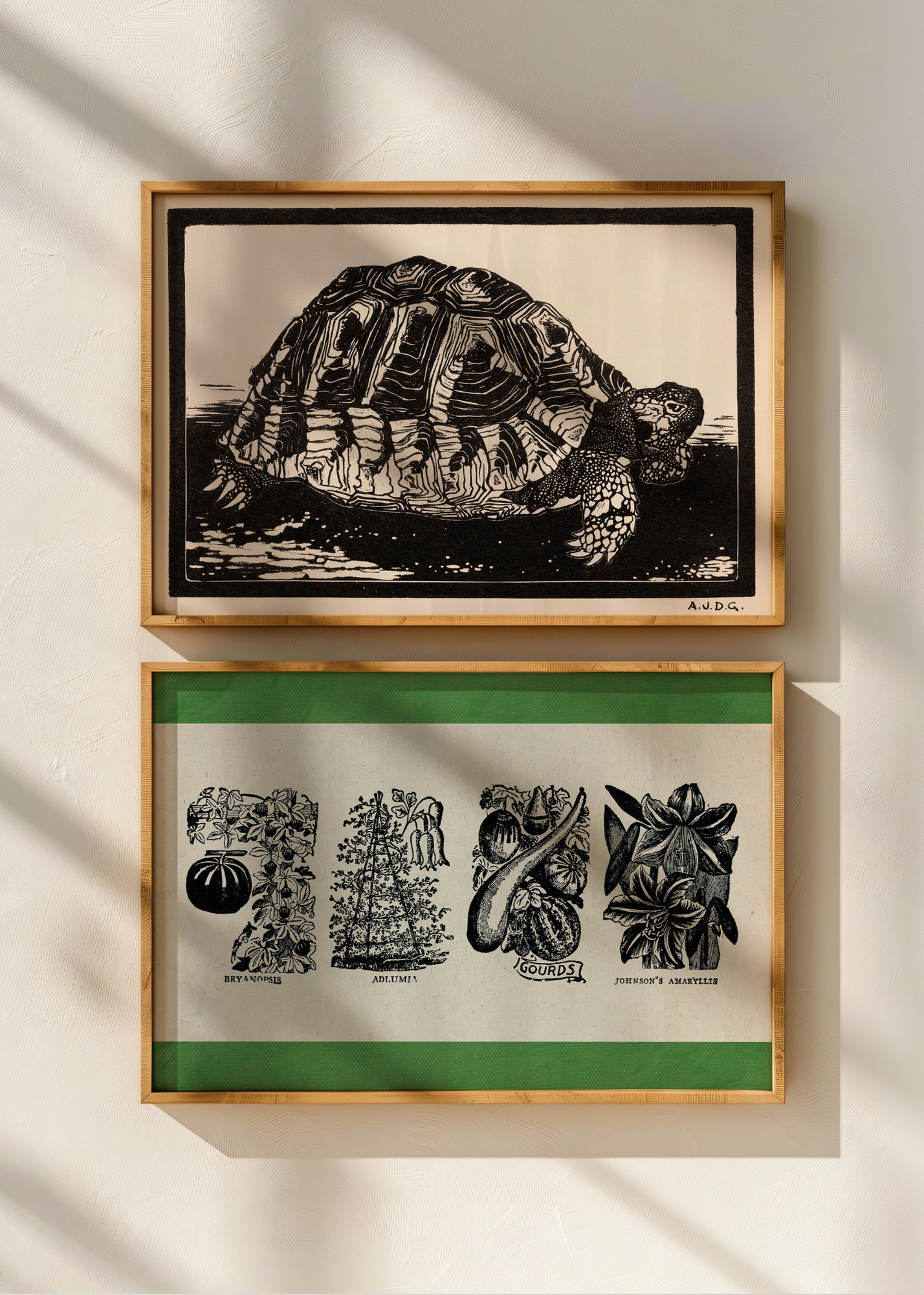 Turtle— Digital Art Print