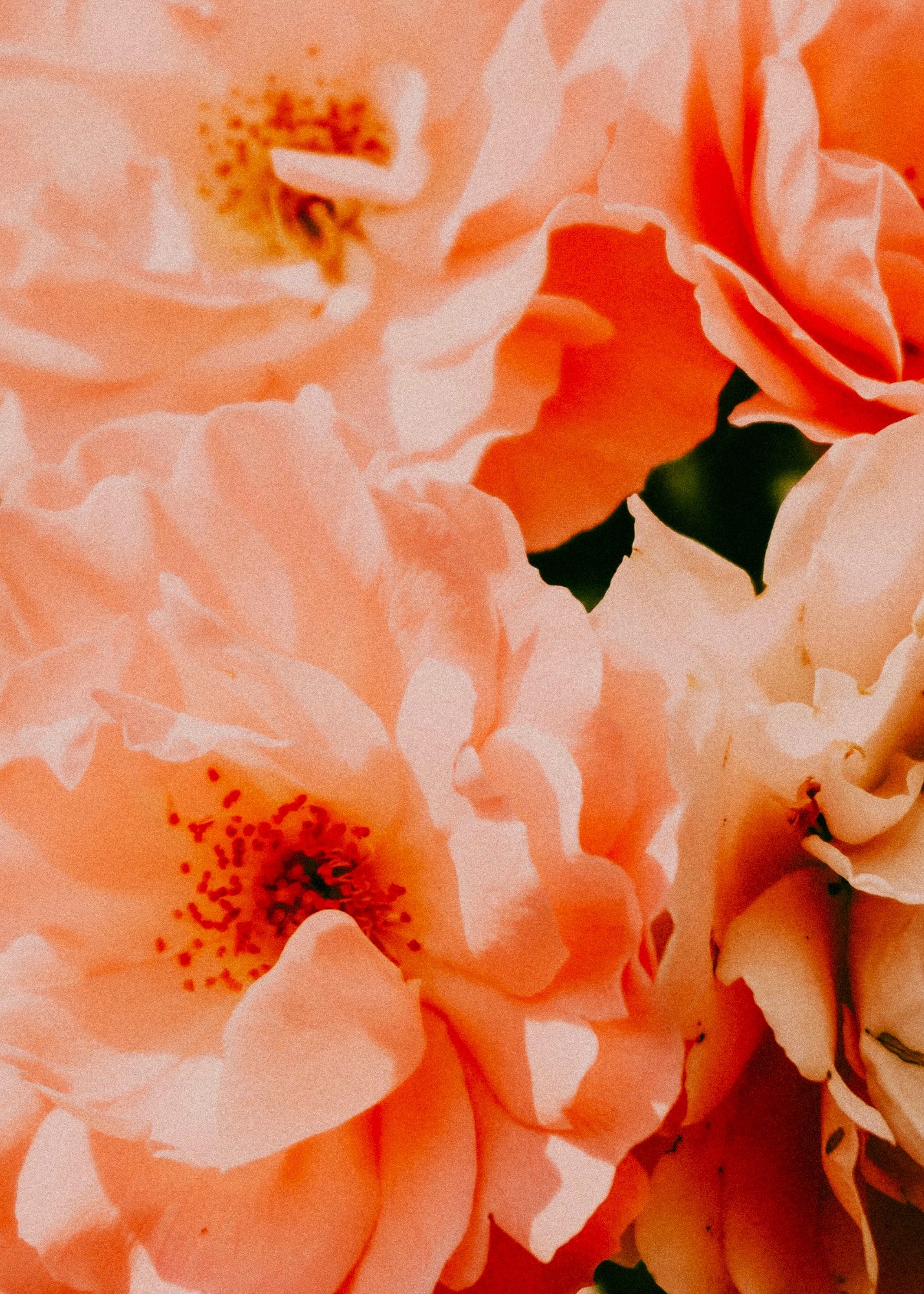 Peony + Magnolia Blooms— Wax Melt