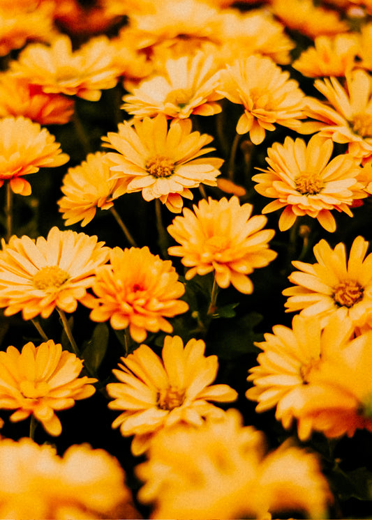 I Love You One Thousand Yellow Daisies— Wax Melt