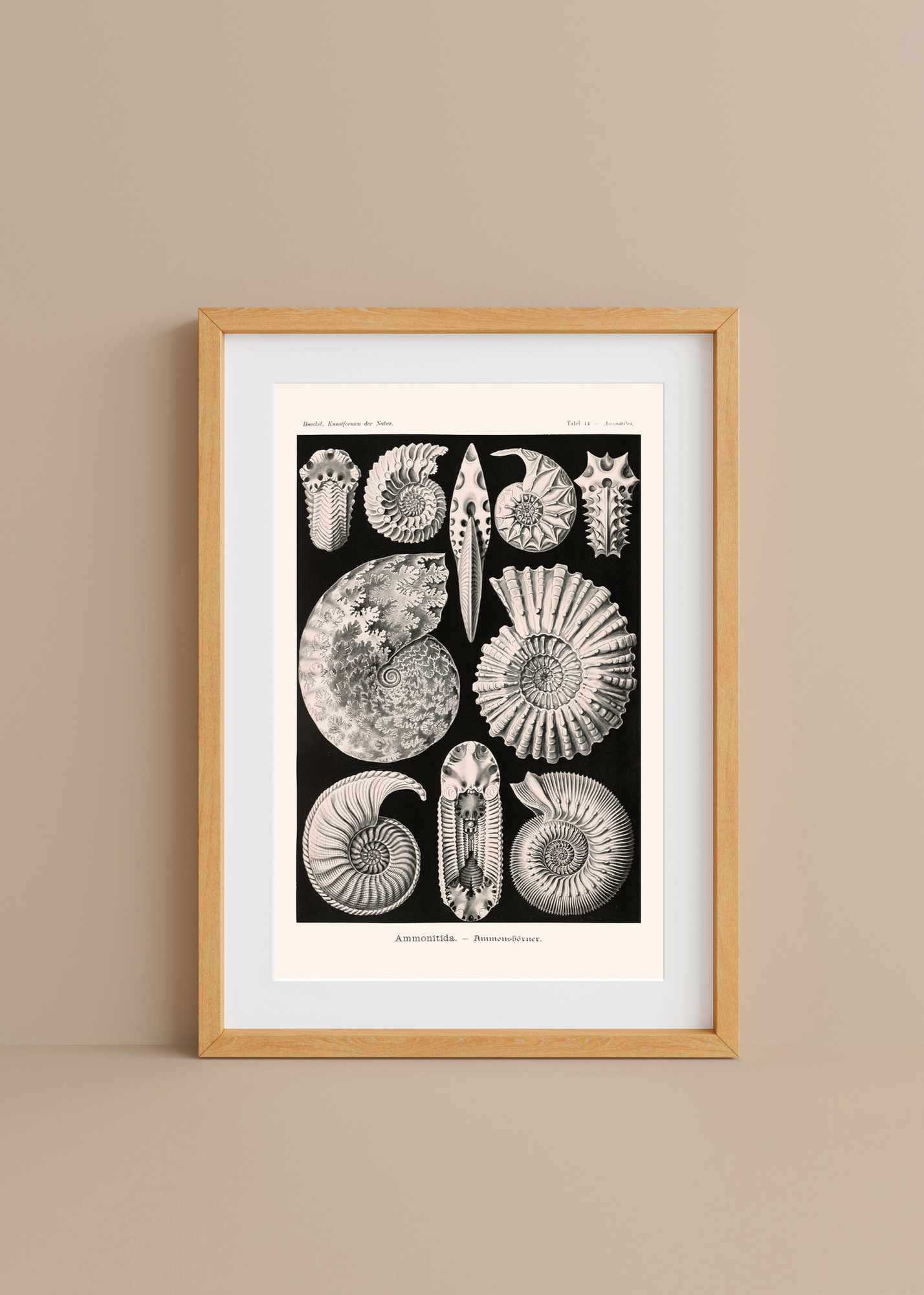 Ammonitida— Digital Art Print