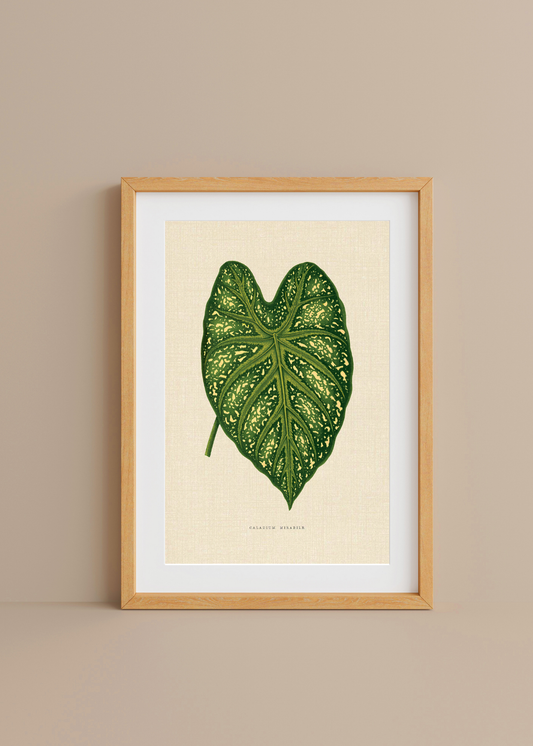 Caladium Mirabile— Digital Art Print