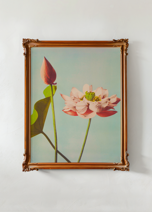 Pink Lotus Flowers— Digital Art Print