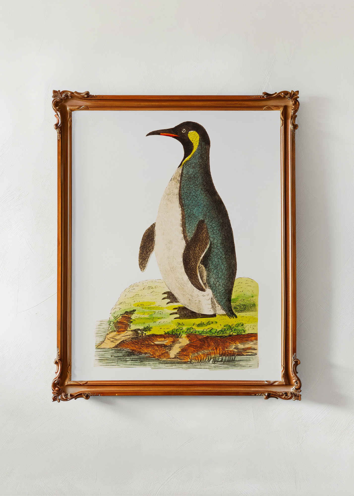 Patagonian Penguin— Digital Art Print