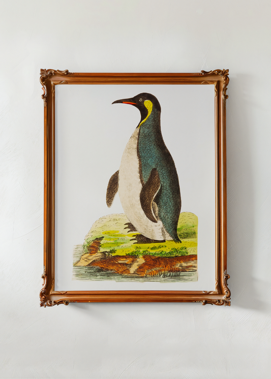 Patagonian Penguin— Digital Art Print