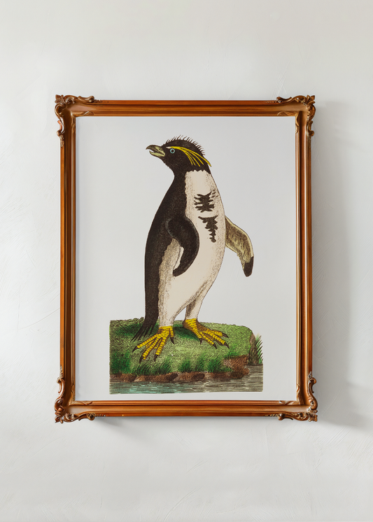 Crested Penguin— Digital Art Print