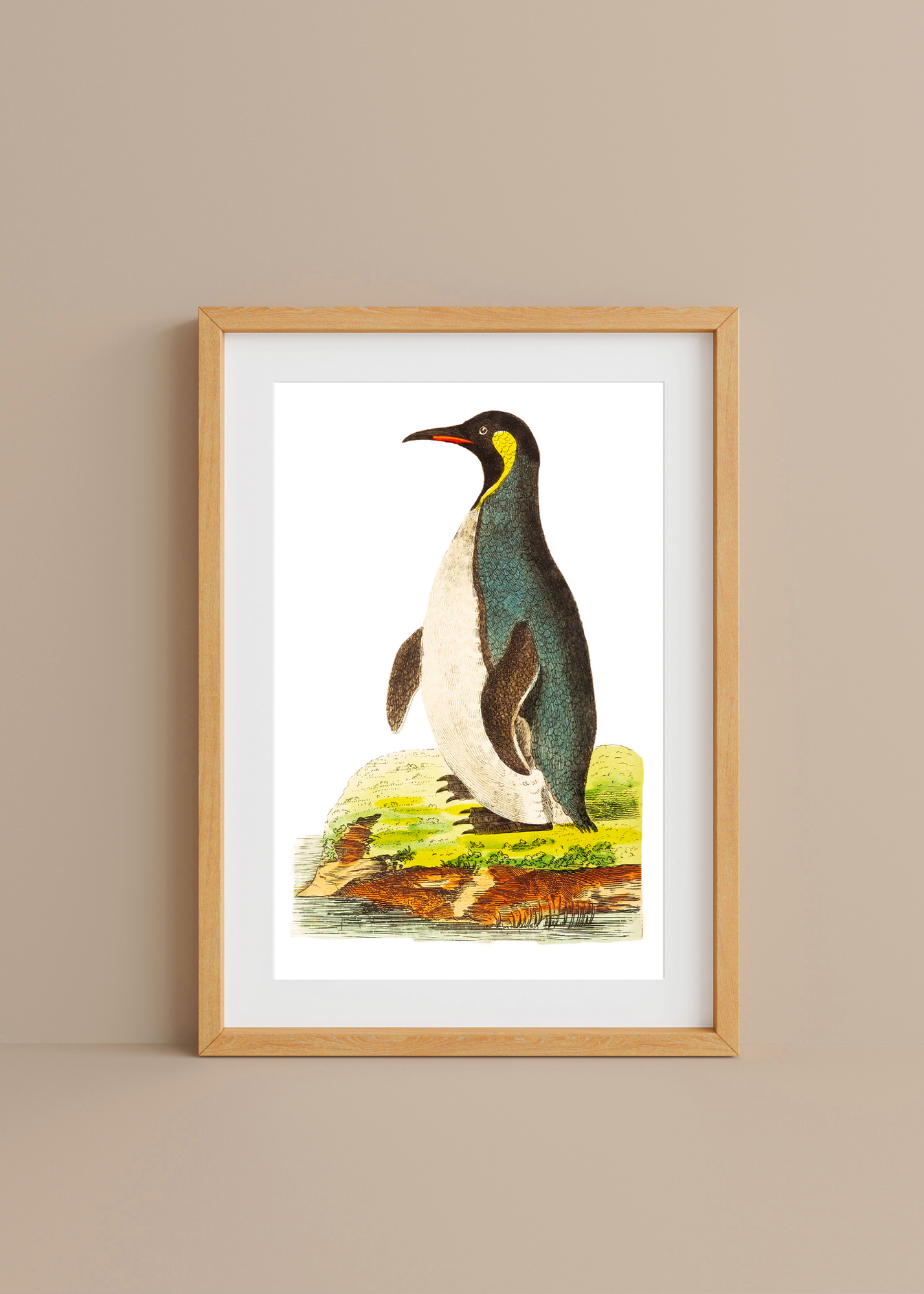 Patagonian Penguin— Digital Art Print
