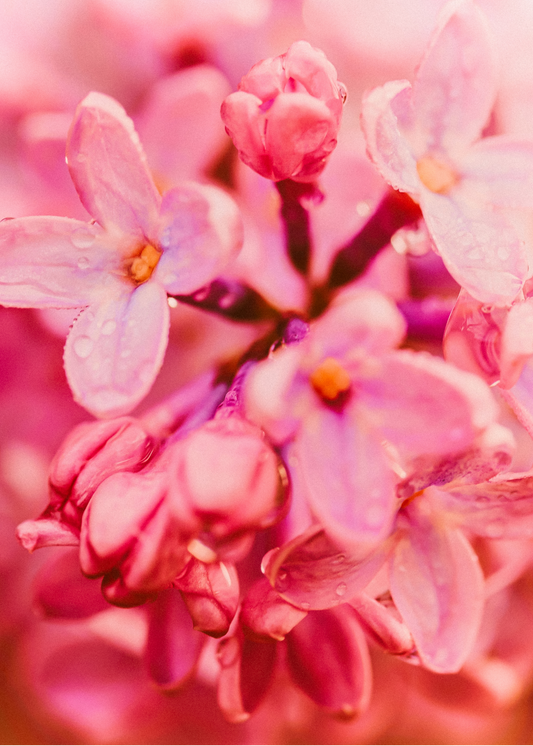 Spring Lilac— Wax Melt