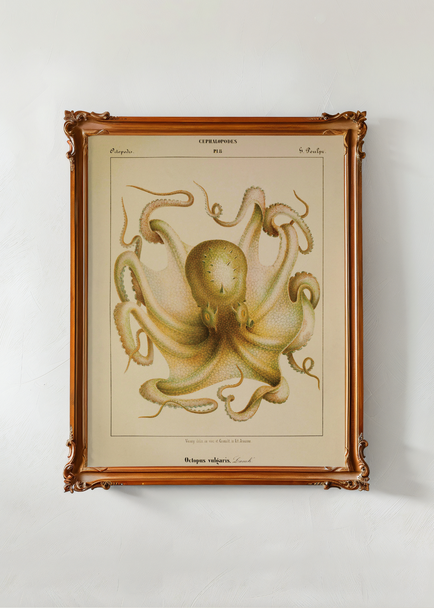 Octopus— Digital Art Print