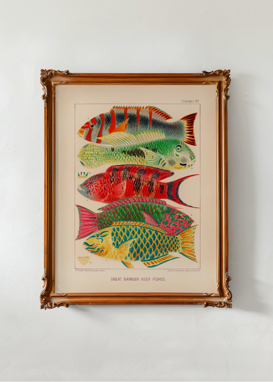 Fish of the Great Barrier Reef— Digital Art Print