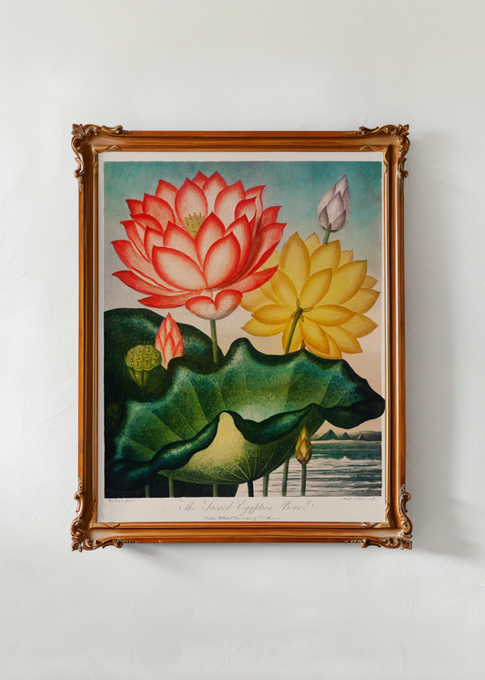 Sacred Egyptian Bean— Digital Art Print