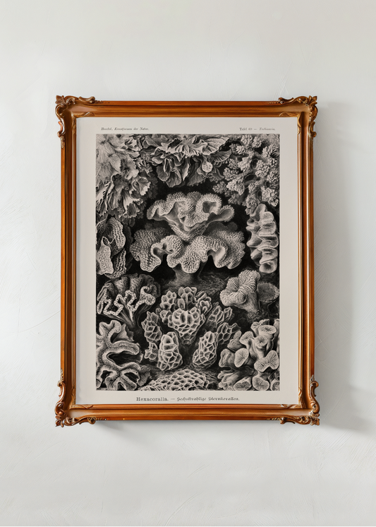 Hexacorallia— Digital Art Print