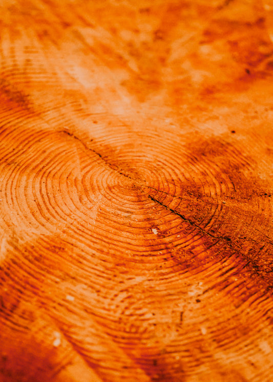 Amber Rosewood + Vetiver Root— Wax Melt