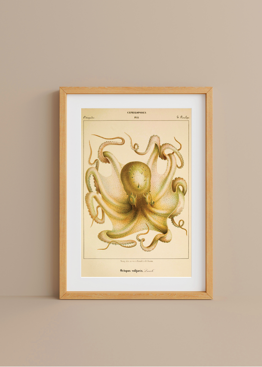 Octopus— Digital Art Print