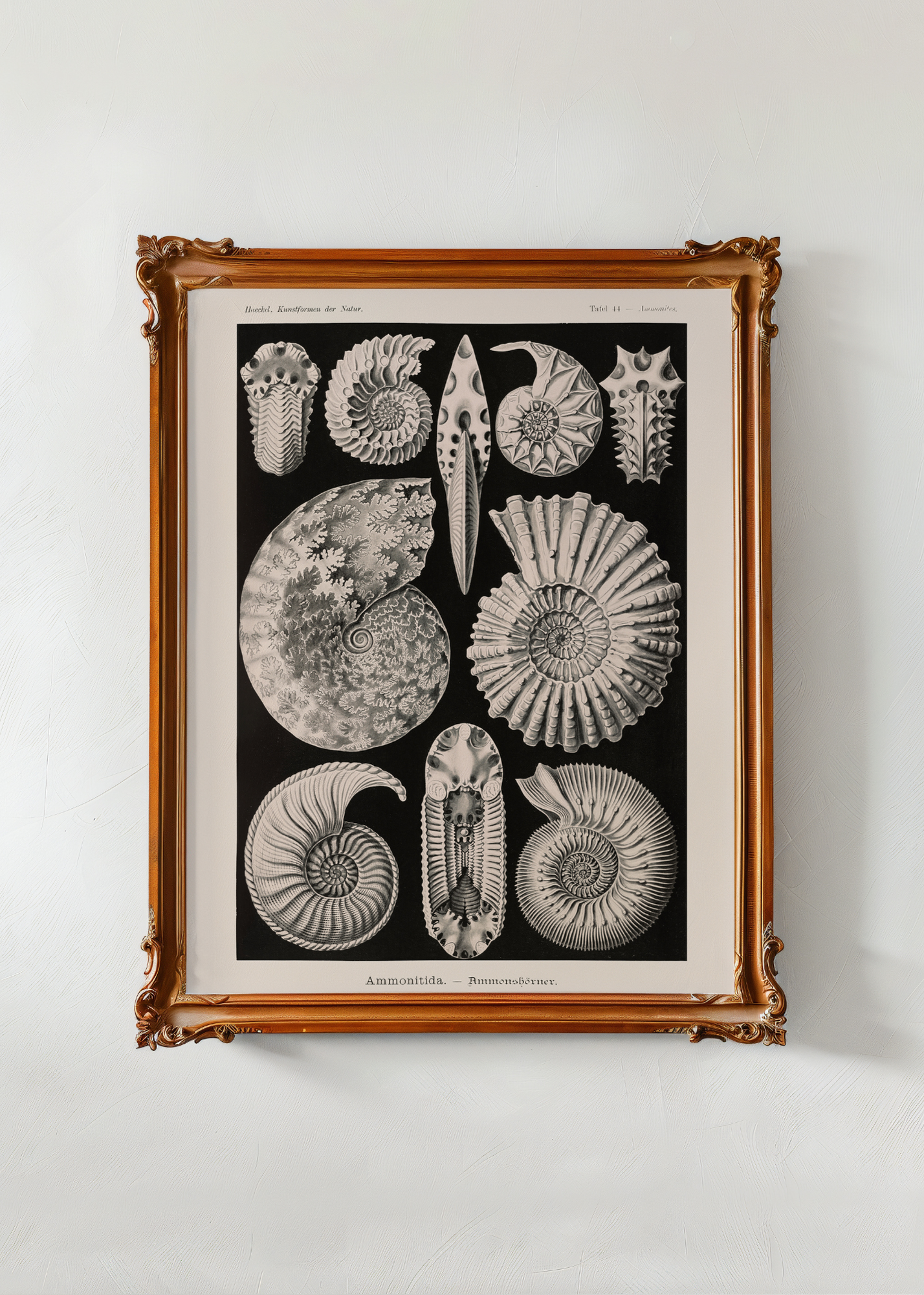 Ammonitida— Digital Art Print