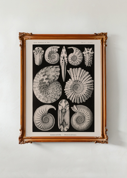 Ammonitida— Digital Art Print