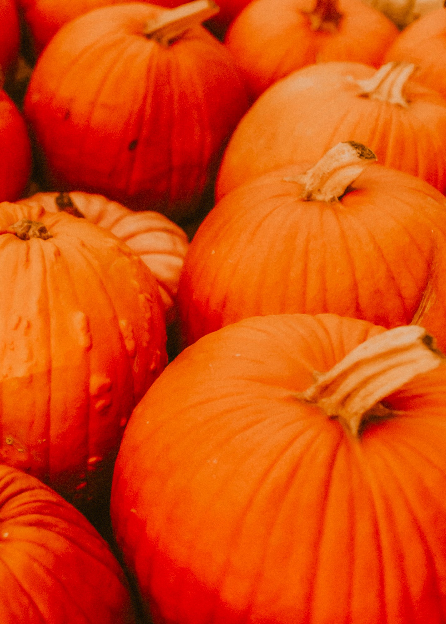 Spiced Pumpkin Souffle— Wax Melt