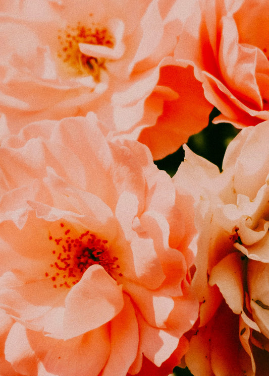 Peony + Magnolia Blooms— Wax Melt
